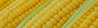 Corn